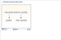 Neutral nonpolar amino acids