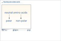 Neutral polar amino acids