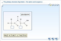 The primary structure of proteins – the amino acid sequence