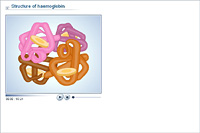 Structure of haemoglobin