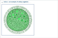 Volvox – an example of colony organism