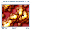 Structure and function of the bacterial cell