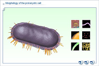 Morphology of the prokaryotic cell