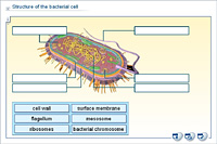 Structure of the bacterial cell