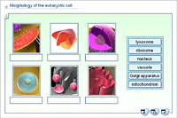 Morphology of the eukaryotic cell