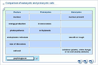 Comparison of eukaryotic and prokaryotic cells