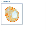 The yeast cell