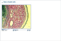 Sizes of plant cells