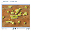 Sizes of bacterial cells