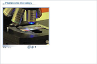 Fluorescence microscopy