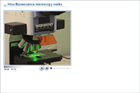 How fluorescence microscopy works