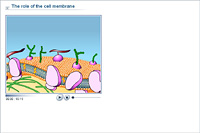 The role of the cell membrane