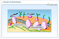 Structure of cell membranes