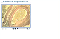 Functions of the endoplasmic reticulum