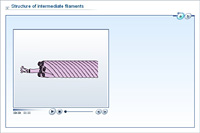 Structure of intermediate filaments