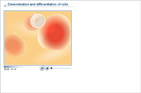 Determination and differentiation of cells