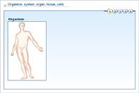 Organism; system; organ; tissue; cells