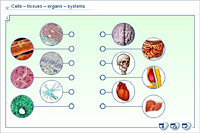 Cells – tissues – organs – systems