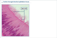 Section through intestinal epithelium tissue