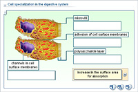 Cell specialization in the digestive system