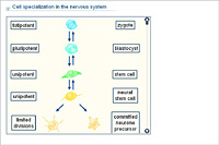 Cell specialization in the nervous system