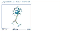 Specialization and structure of nerve cells