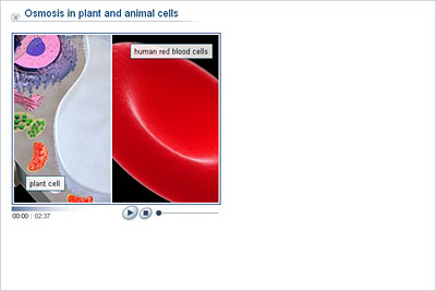Biology - Upper Secondary - YDP - Animation - Osmosis in plant and animal  cells