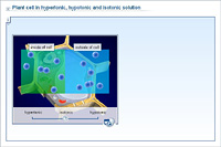 Plant cell in hypertonic; hypotonic and isotonic solution