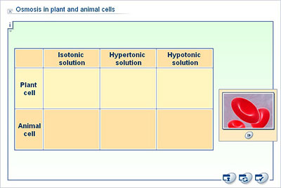 Biology - Upper Secondary - YDP - Whiteboard exercise - Osmosis in plant  and animal cells