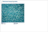 Membrane transport proteins