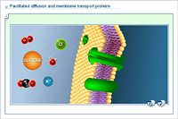 Facilitated diffusion and membrane transport proteins