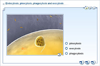 Endocytosis; pinocytosis; phagocytosis and exocytosis