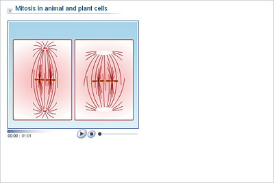 difference between animal and plant mitosis