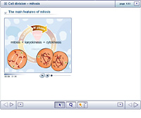 Cell division – mitosis