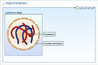 Stages of prophase I