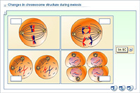 Changes in chromosome structure during meiosis