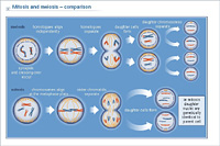 Mitosis and meiosis – comparison