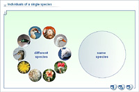 Individuals of a single species