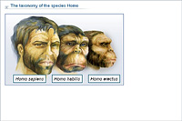 The taxonomy of the species Homo