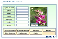 Classification of the sweet pea