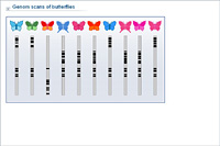 Genom scans of butterflies