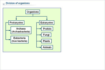 Biology Upper Secondary YDP Illustration Division Of Organisms