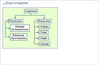 Division of organisms