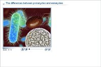 The differences between prokaryotes and eukaryotes
