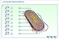 The structure of the bacterial cell
