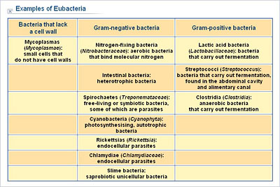 What are specific types of eubacteria?