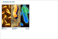 Bacterial cell walls