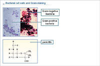 Bacterial cell walls and Gram-staining