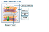 Cell wall of Gram-negative bacteria