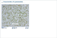 Characteristics of cyanobacteria